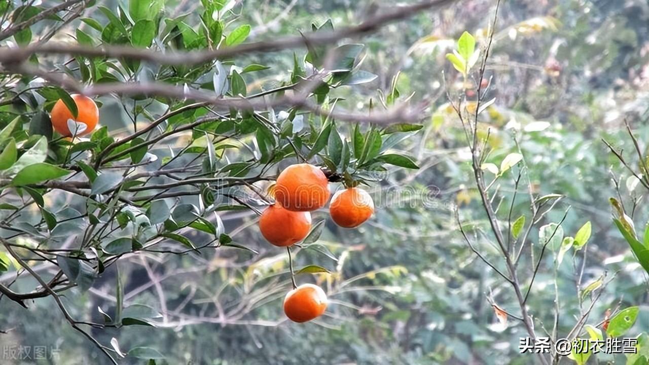 冬橘诗词古句唯美（冬橘好诗五首赏析）