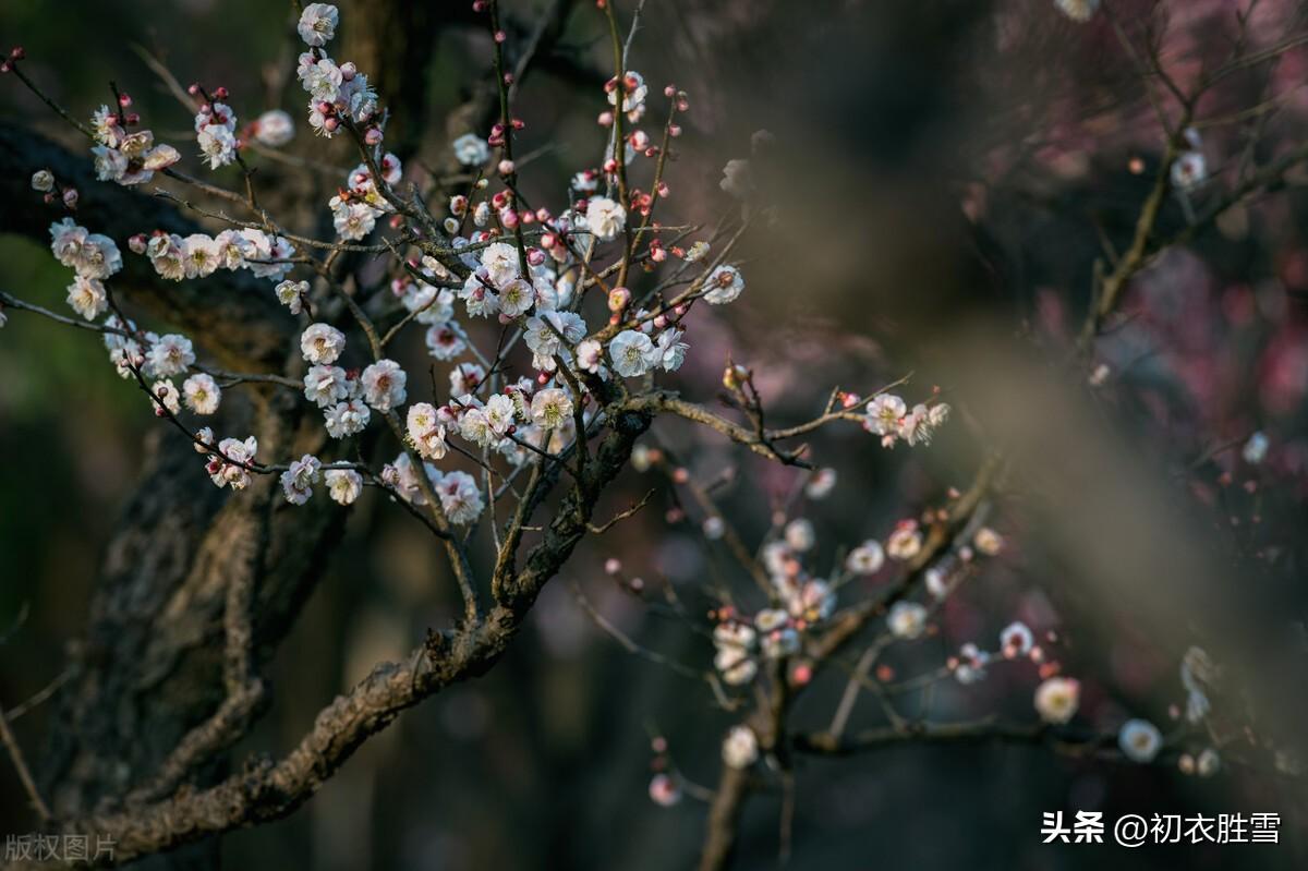 早梅的诗词古句有哪些（仲冬早梅古诗五首赏析）