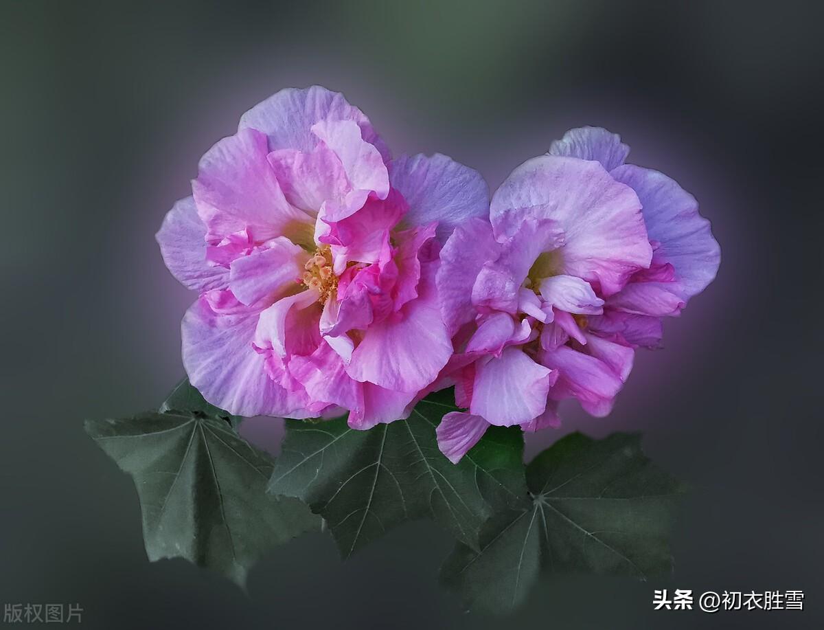 芙蓉诗词古句有哪些（十月木芙蓉美诗五首）