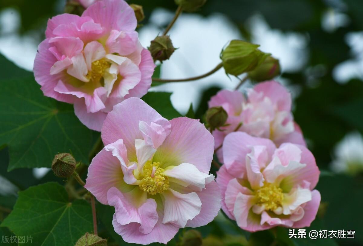 芙蓉诗词古句有哪些（十月木芙蓉美诗五首）