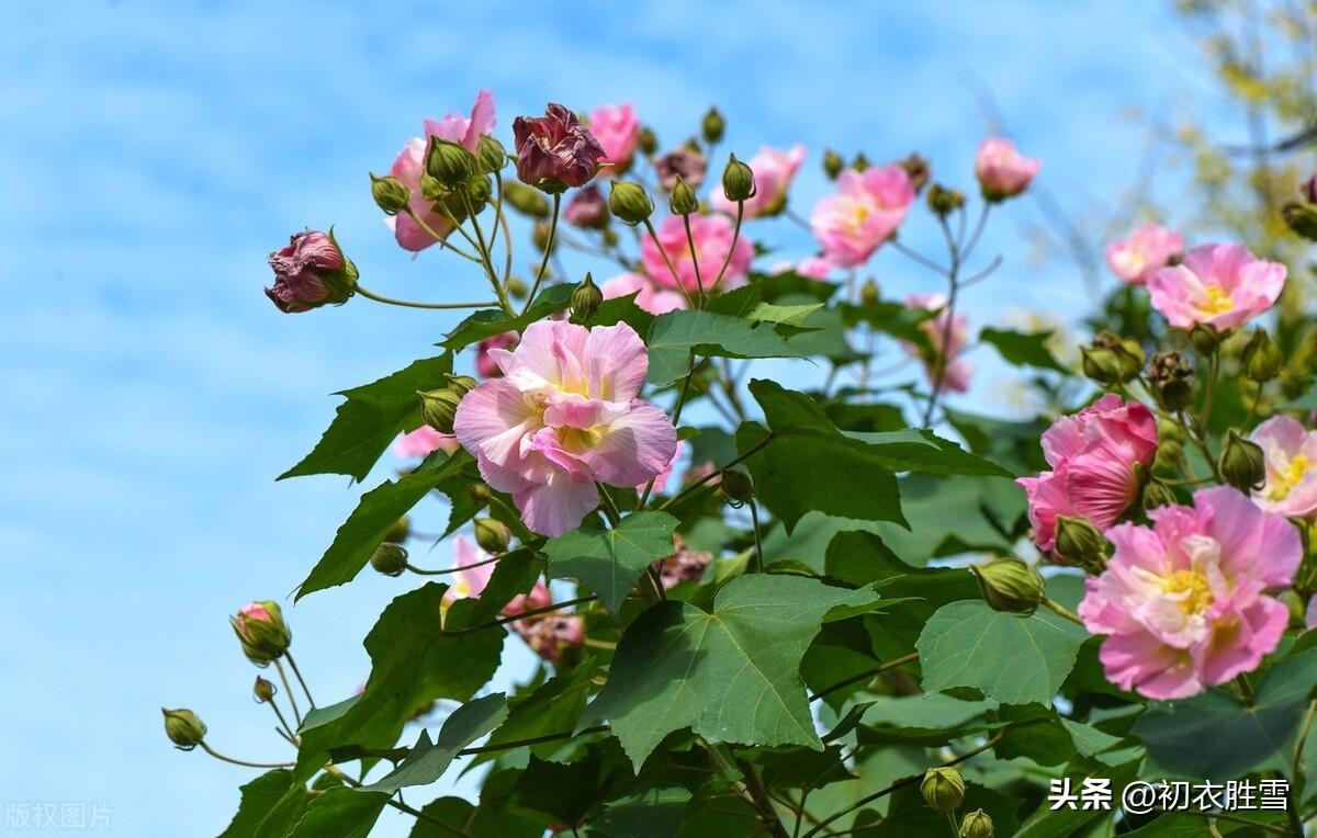 芙蓉诗词古句有哪些（十月木芙蓉美诗五首）