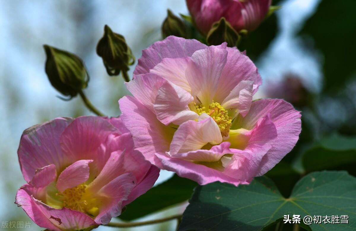 芙蓉诗词古句有哪些（十月木芙蓉美诗五首）