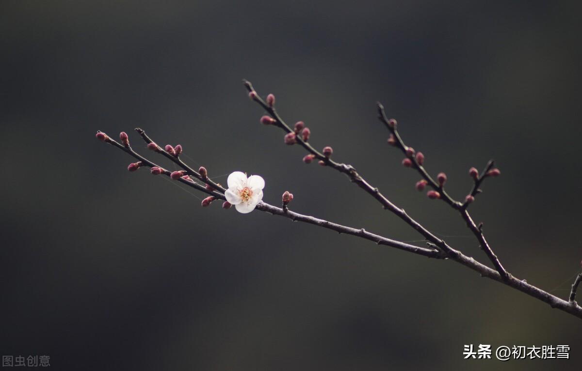 小雪节气美诗六首（小雪如春暖，黄花夹杏开）