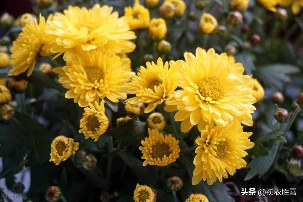 菊花诗词古句大全（初冬菊花美诗五首）