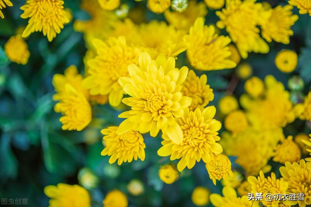 菊花诗词古句大全（初冬菊花美诗五首）