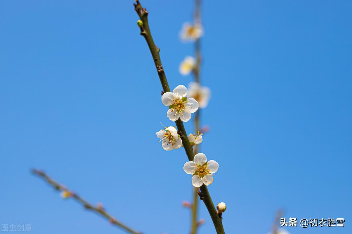 立冬节气美诗七首（黄叶青苔野老家，小春重放一番花）