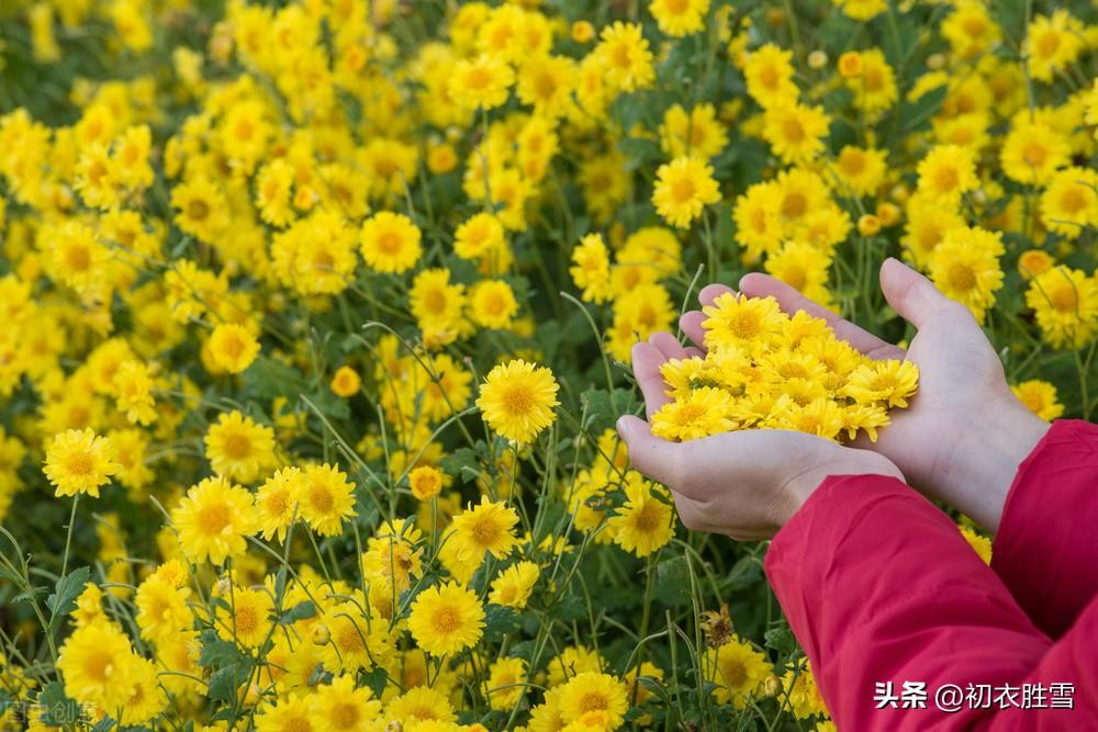 菊花唯美诗词大全（菊花以及陶渊明菊诗两首）