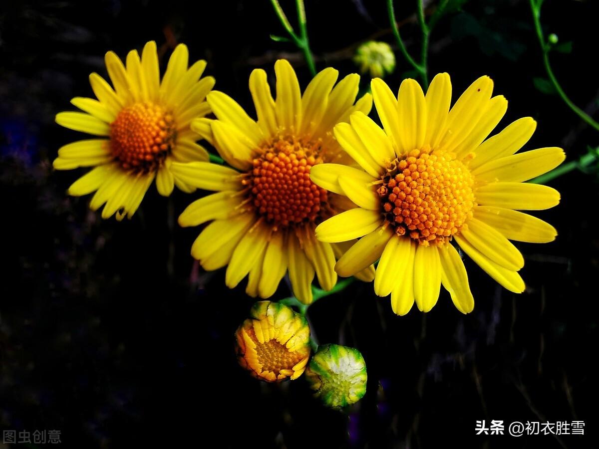 菊花唯美诗词大全（菊花以及陶渊明菊诗两首）