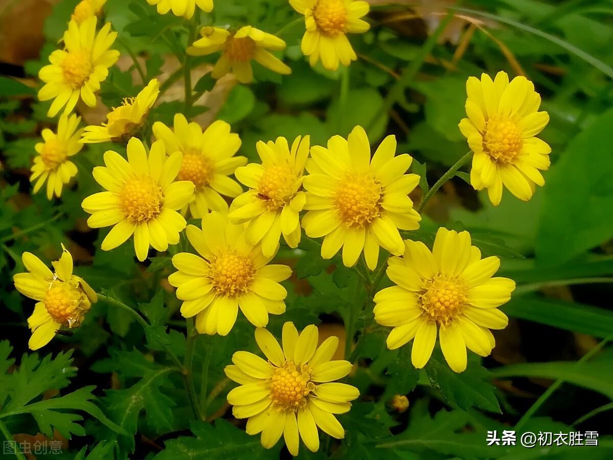 菊花唯美诗词大全（菊花以及陶渊明菊诗两首）