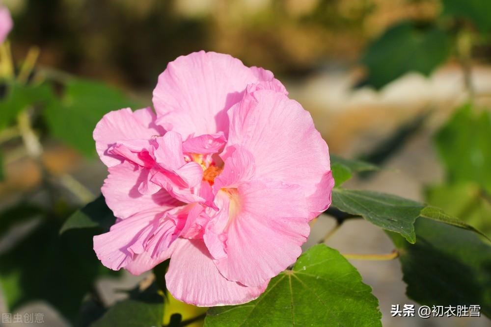 芙蓉唯美诗词有哪些（唐诗清新木芙蓉五首）