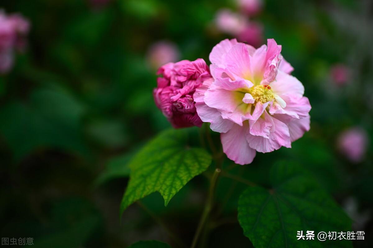 芙蓉唯美诗词有哪些（唐诗清新木芙蓉五首）