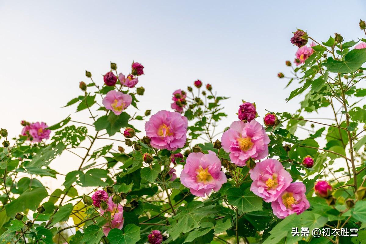 芙蓉唯美诗词有哪些（唐诗清新木芙蓉五首）