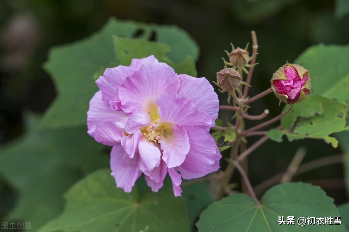 秋分唯美诗词大全（秋分节气美诗六首赏析）