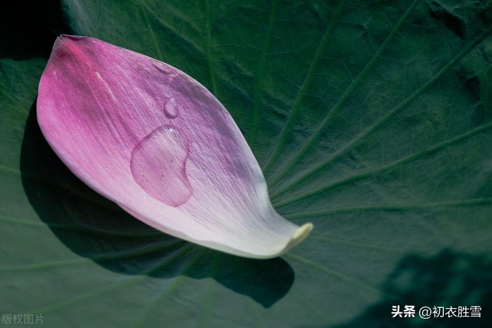 荷花唯美诗词大全（荷花落瓣美诗五首）