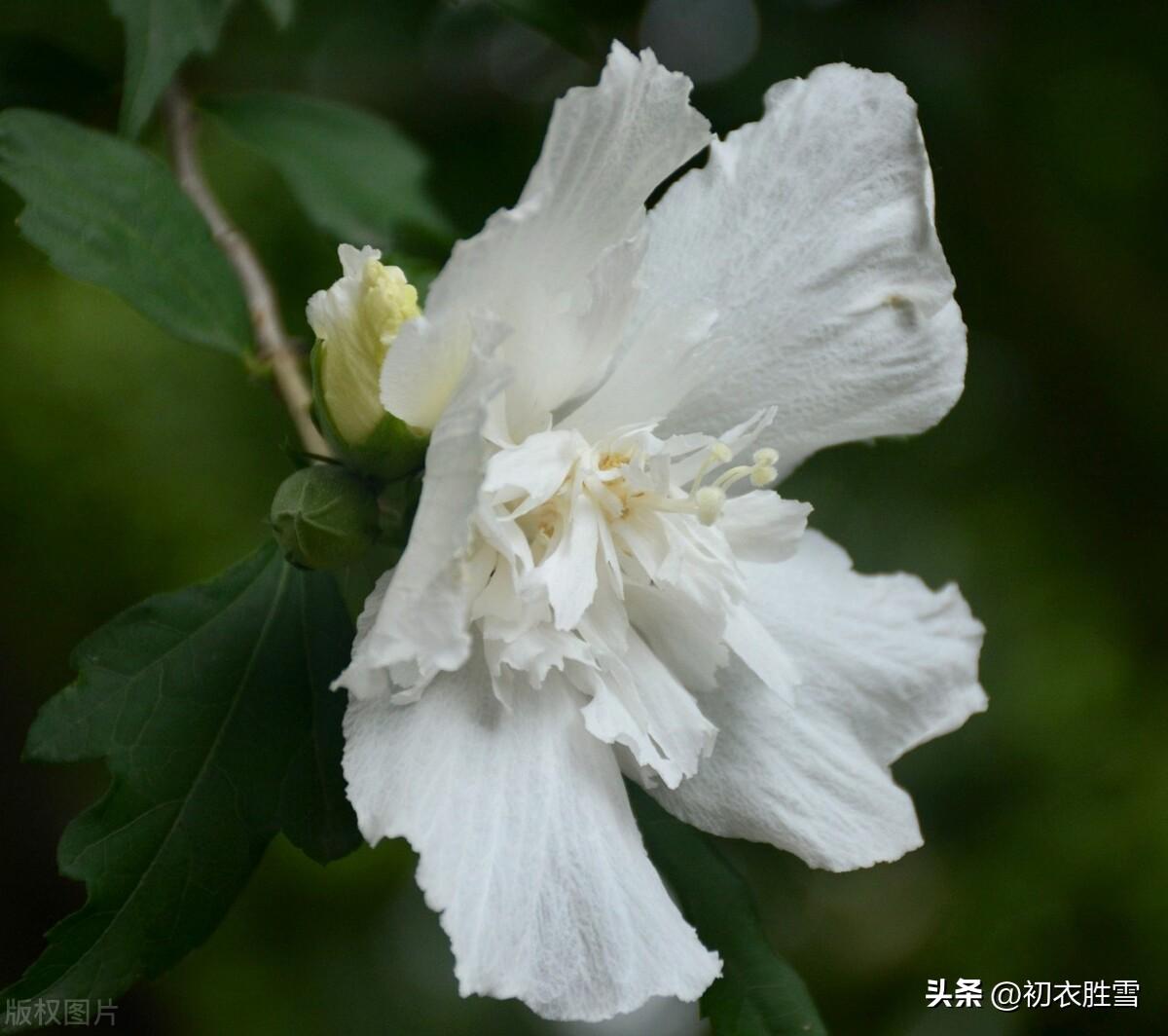 木槿经典诗词有哪些（秋花白木槿古诗六首赏读）