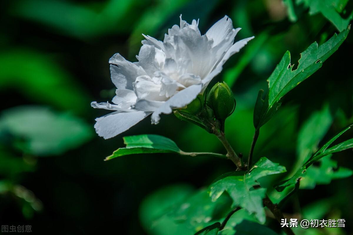 木槿经典诗词有哪些（秋花白木槿古诗六首赏读）