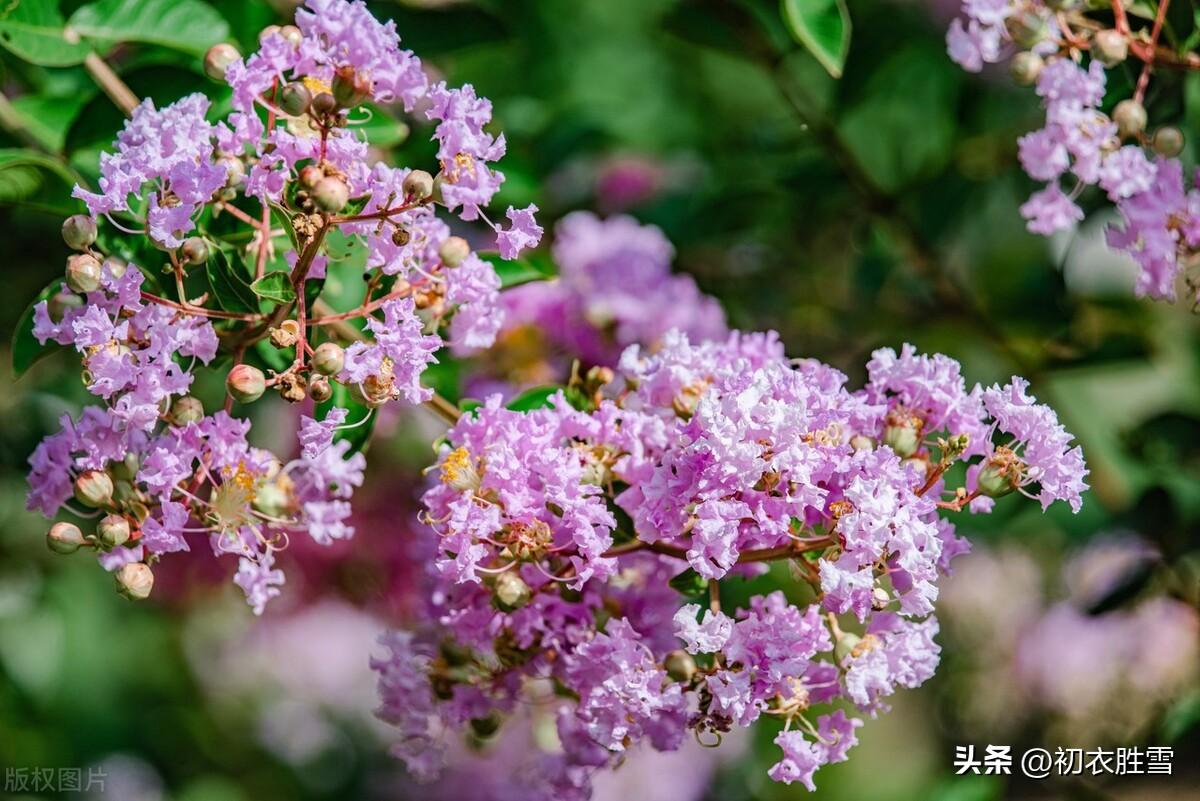 紫薇经典诗词有哪些（清新秋色紫薇八首）