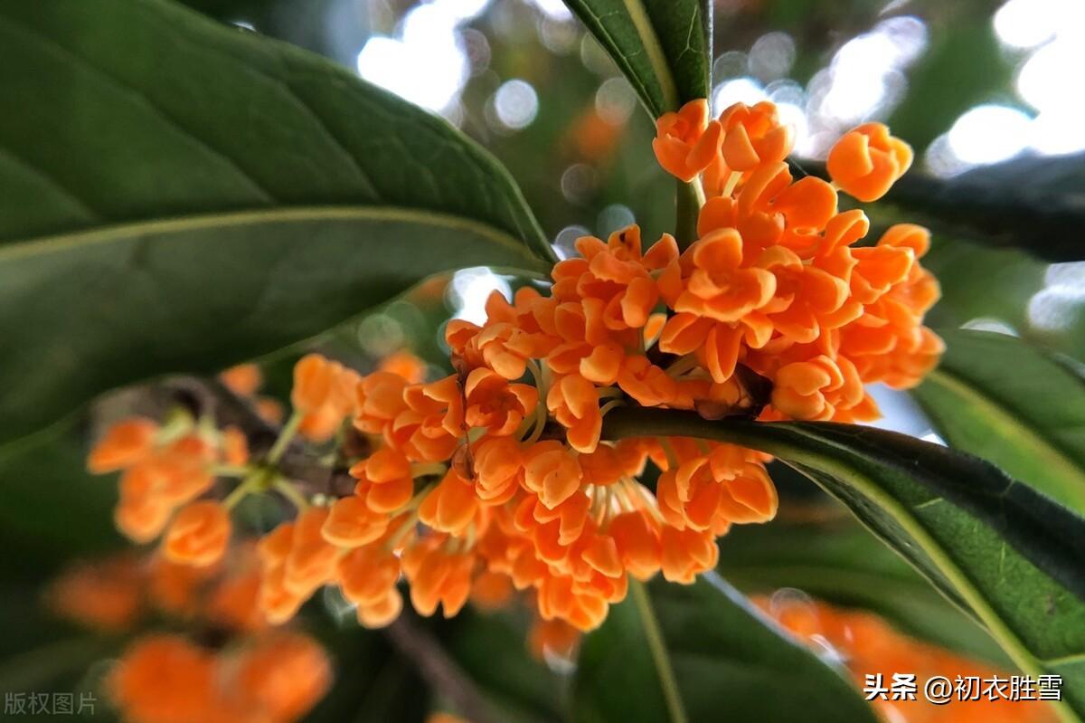 桂花经典诗词有哪些（诗词五首谈八月桂花）