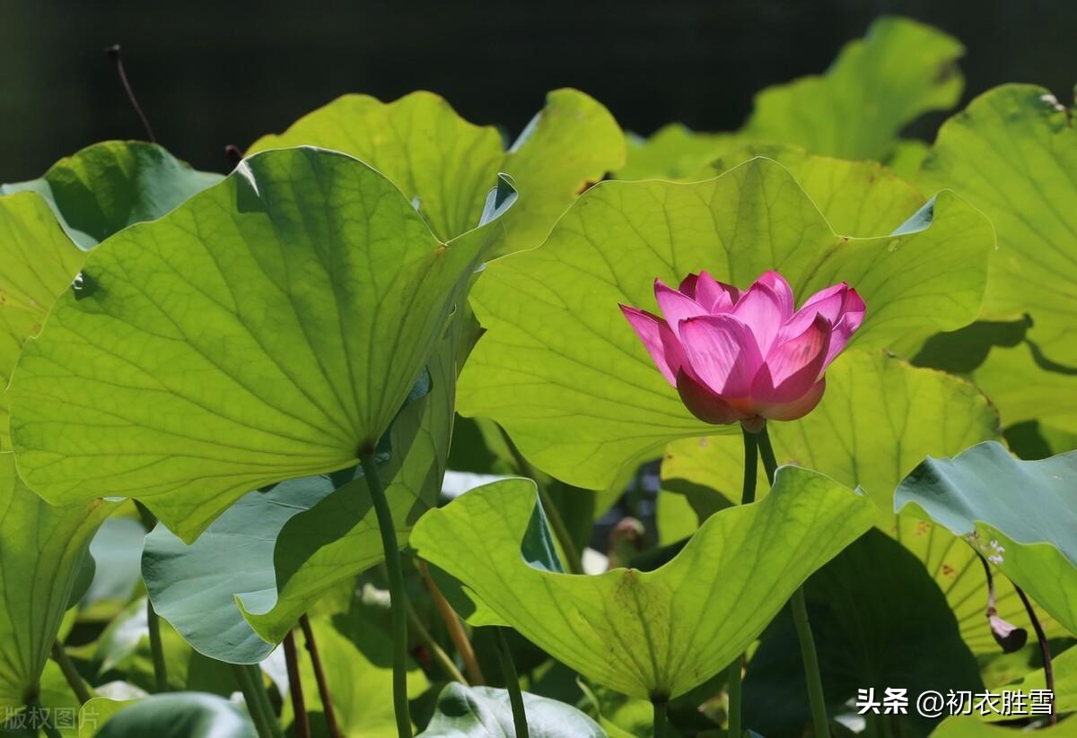 秋荷经典诗词有哪些（秋荷美诗五首推荐）