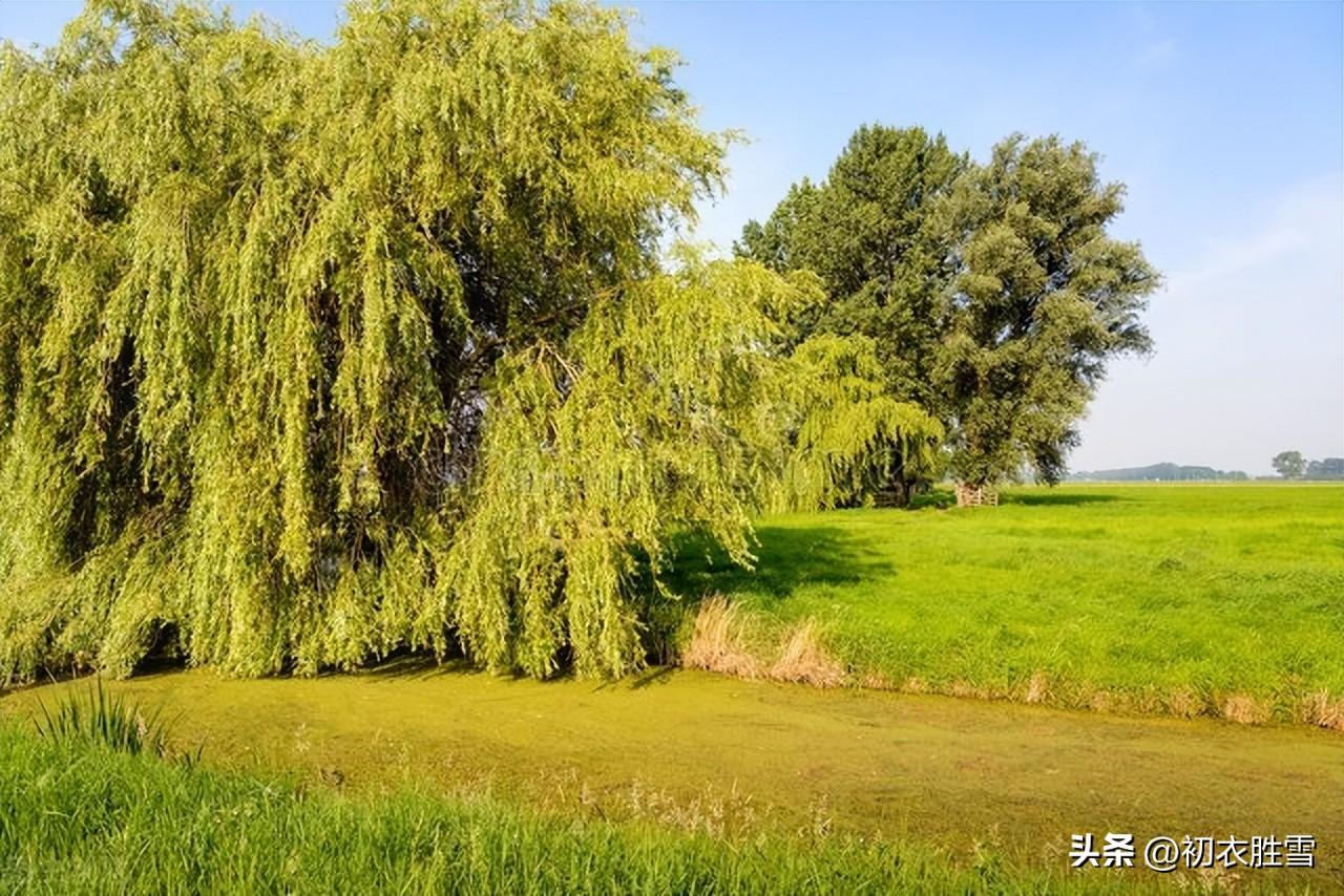 早秋经典诗词有哪些（清丽早秋秋柳六首）