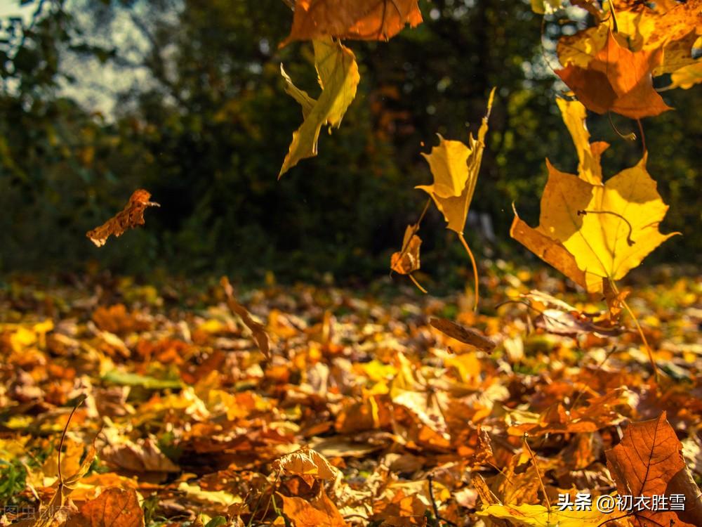 晚秋唯美古诗词（晚秋落叶哲理古诗六首）