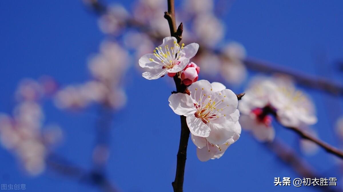 春天唯美诗词大全（早冬小春美诗六首）