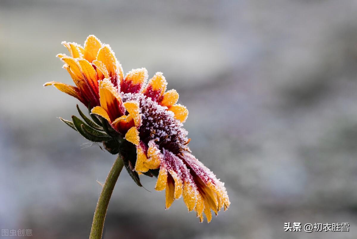 二十四节气之霜降美诗六首（霜降唯美诗词七绝）