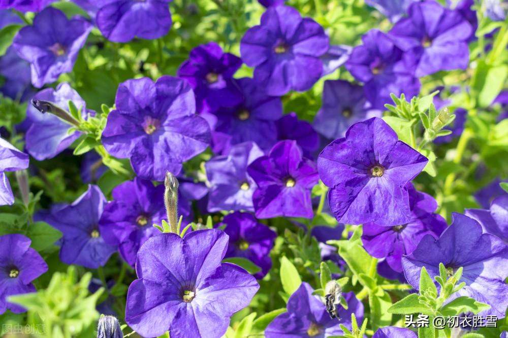 牵牛花唯美诗词大全（秋花牵牛花古诗六首赏读）