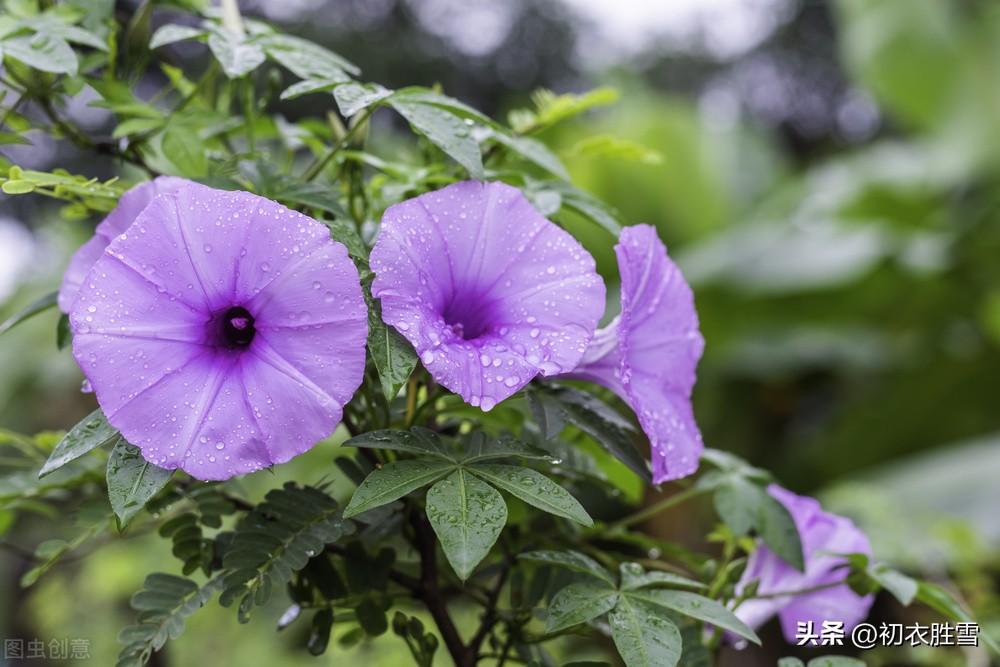 牵牛花唯美诗词大全（秋花牵牛花古诗六首赏读）