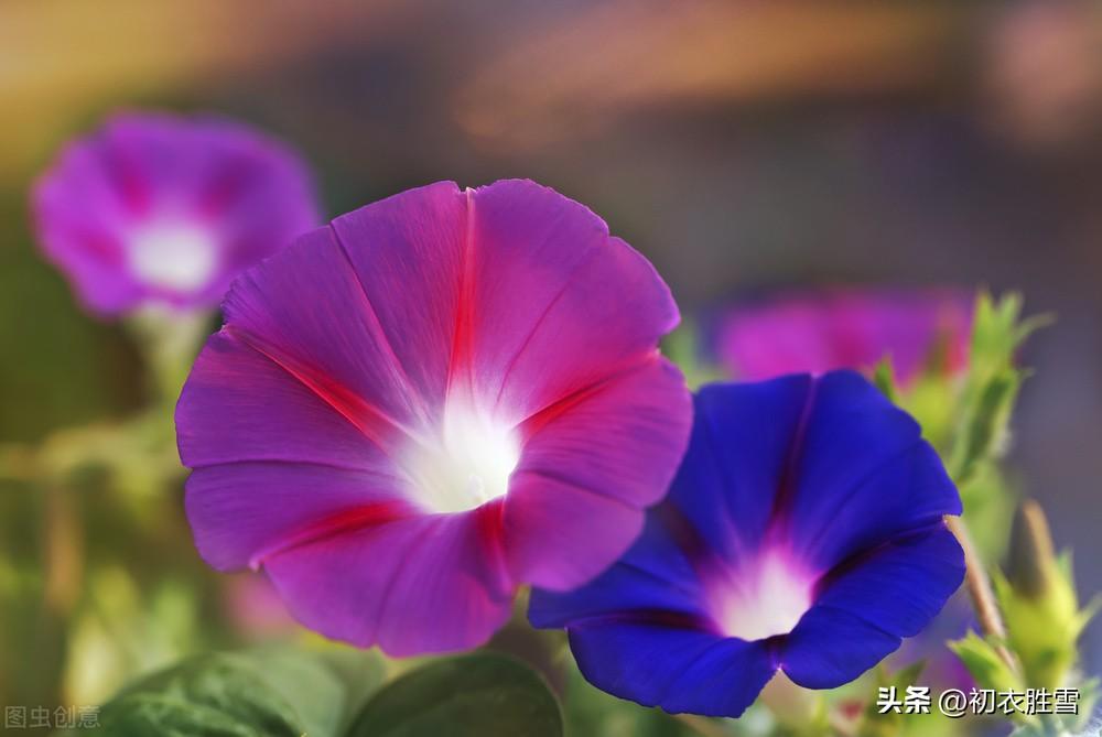 牵牛花唯美诗词大全（秋花牵牛花古诗六首赏读）