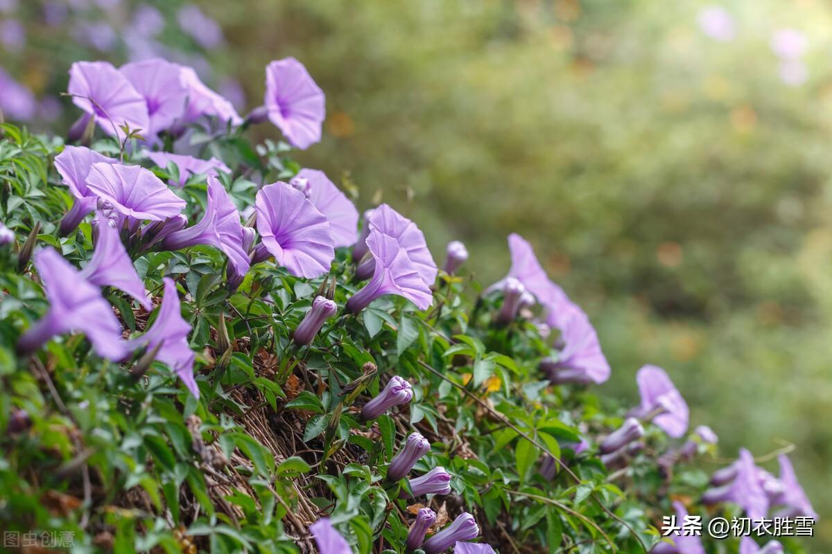 牵牛花唯美诗词大全（秋花牵牛花古诗六首赏读）