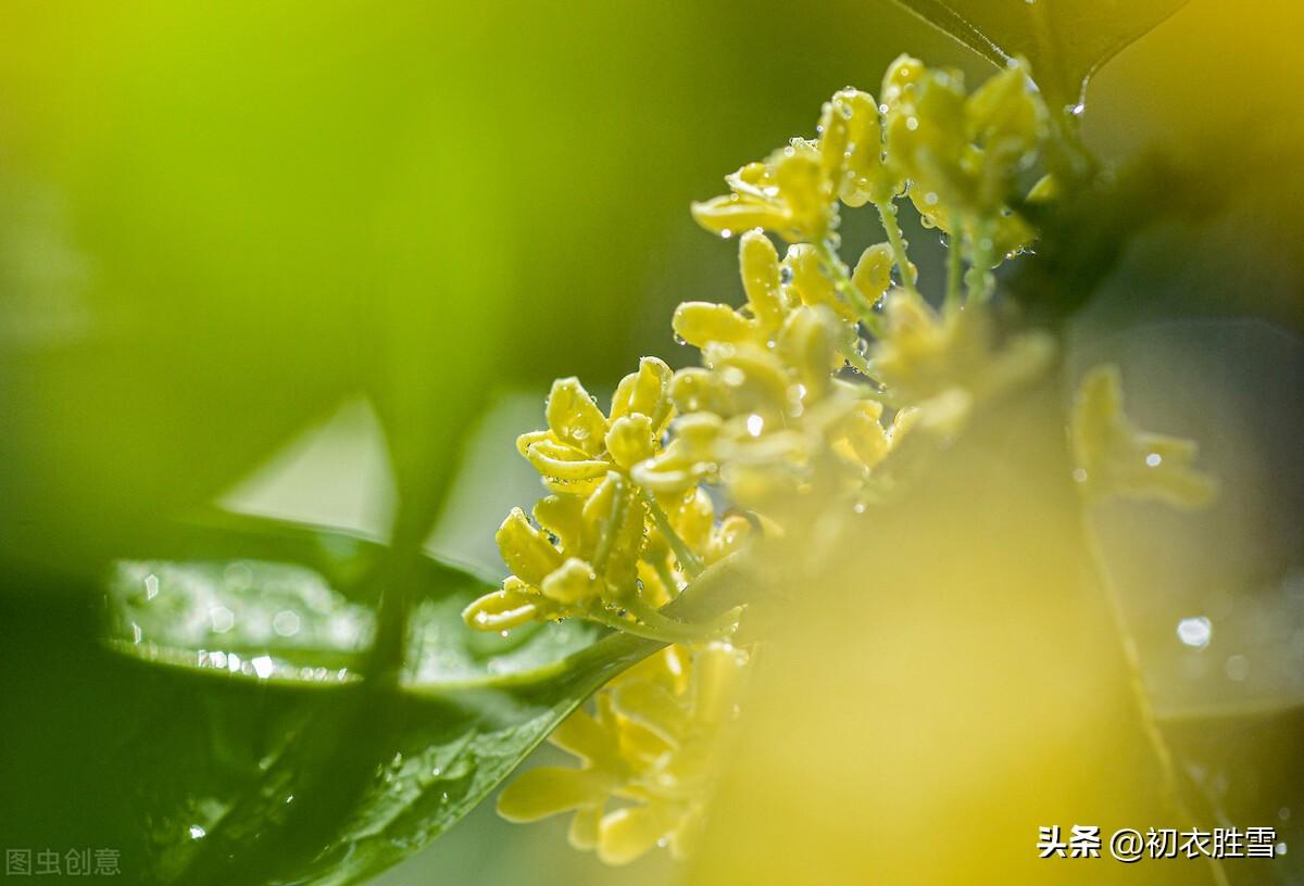 桂花唯美诗词大全（李商隐伤感桂花三首）