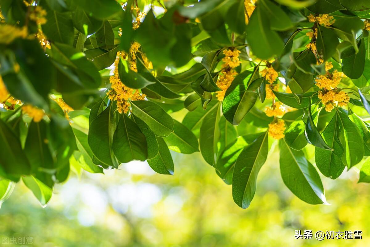 桂花唯美诗词大全（李商隐伤感桂花三首）