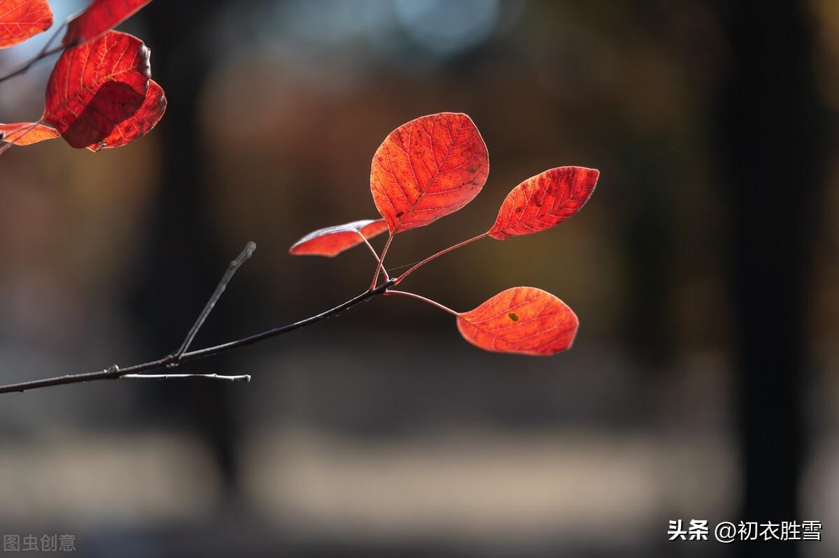 描写枫叶的唯美古诗句（红叶古诗五首）