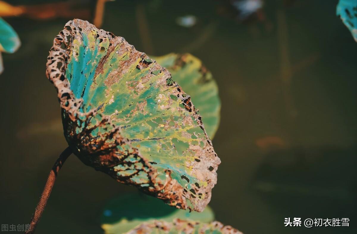 晚秋唯美诗词大全（晚秋残荷美诗六首赏读）