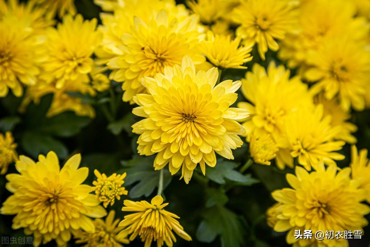 菊花唯美诗词大全（菊花古诗五首）