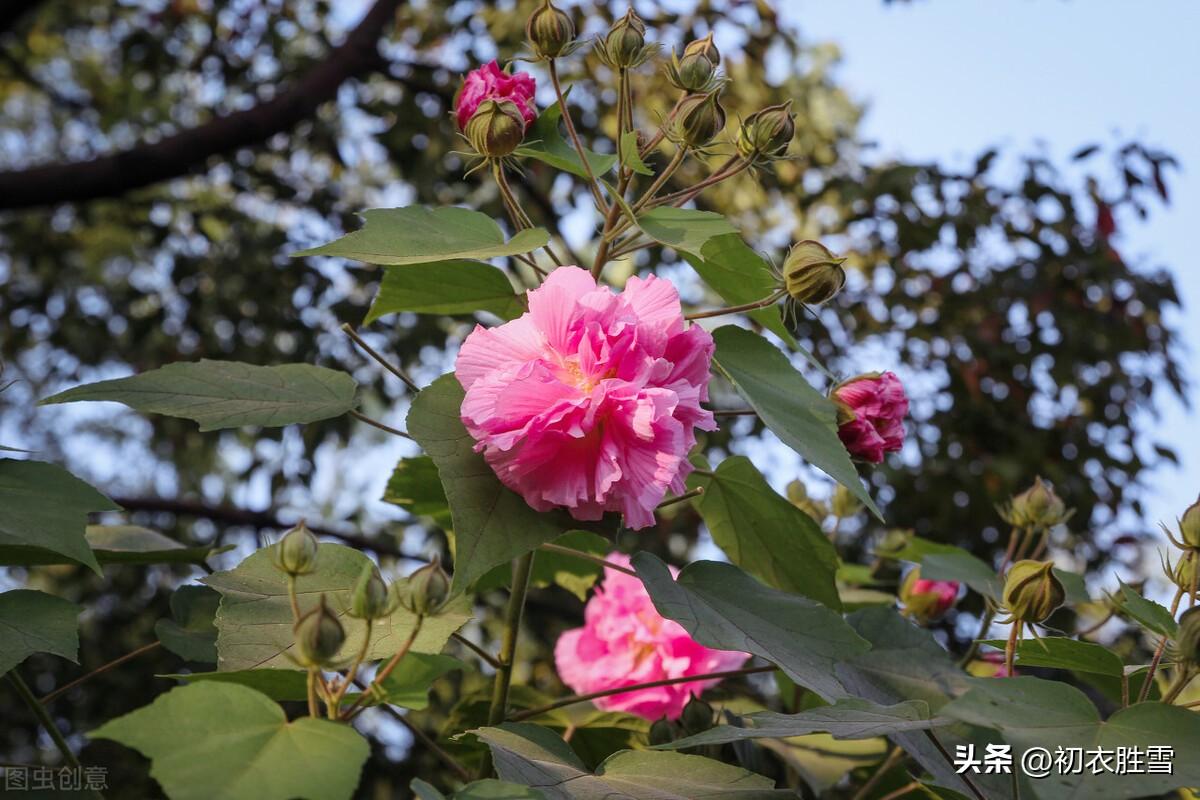 芙蓉唯美诗词有哪些（晚秋春色木芙蓉古诗五首）