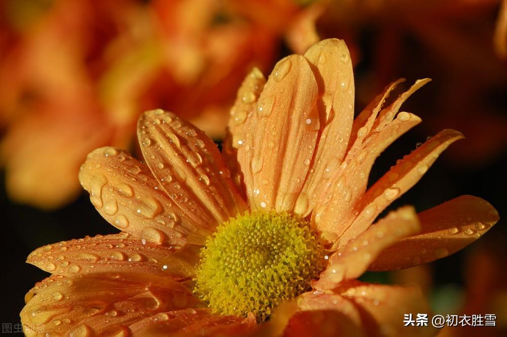 重阳唯美的诗词佳句（风雨重阳五首）