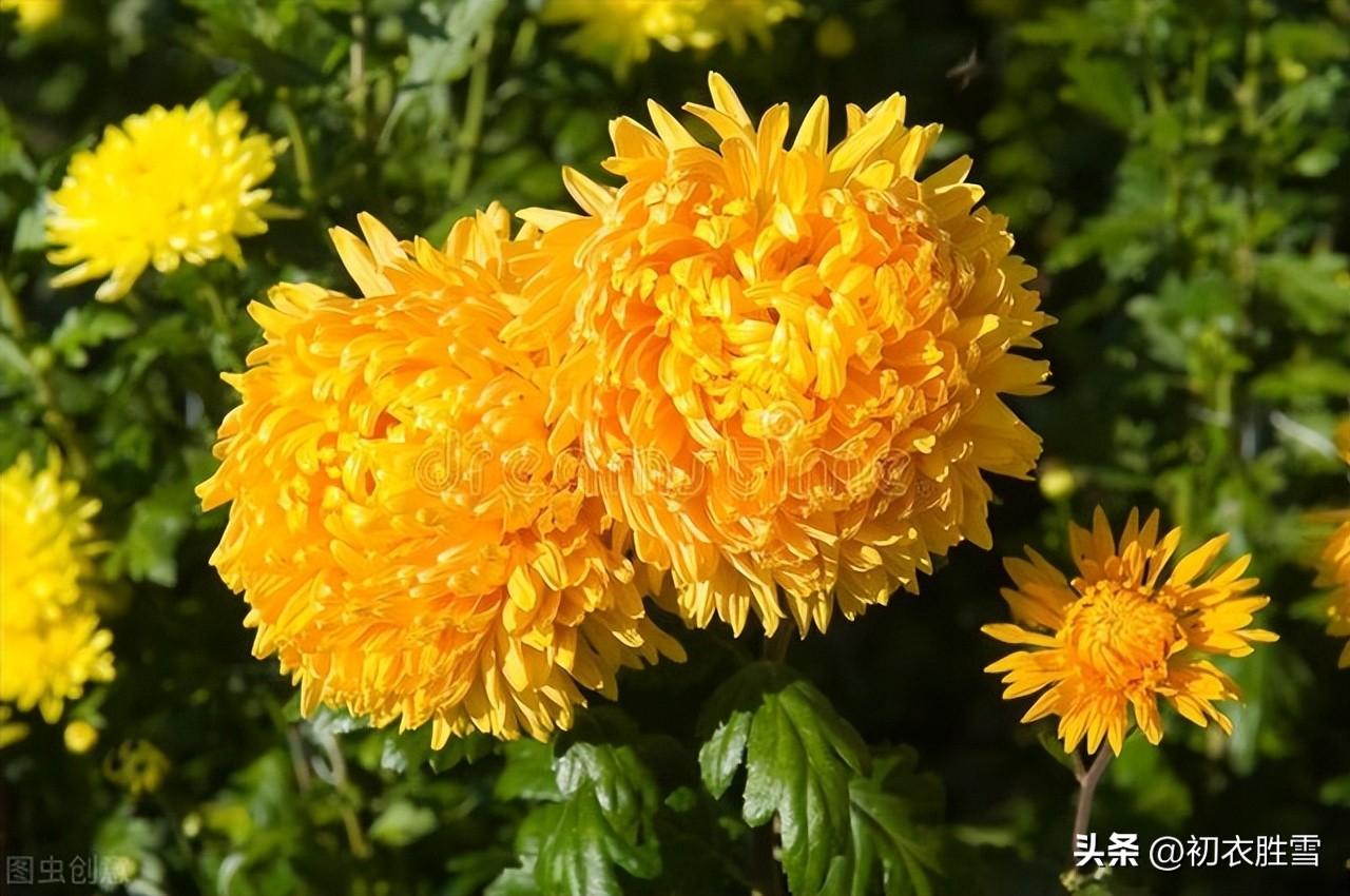 重阳唯美诗词摘抄（重阳节兄弟情四首）