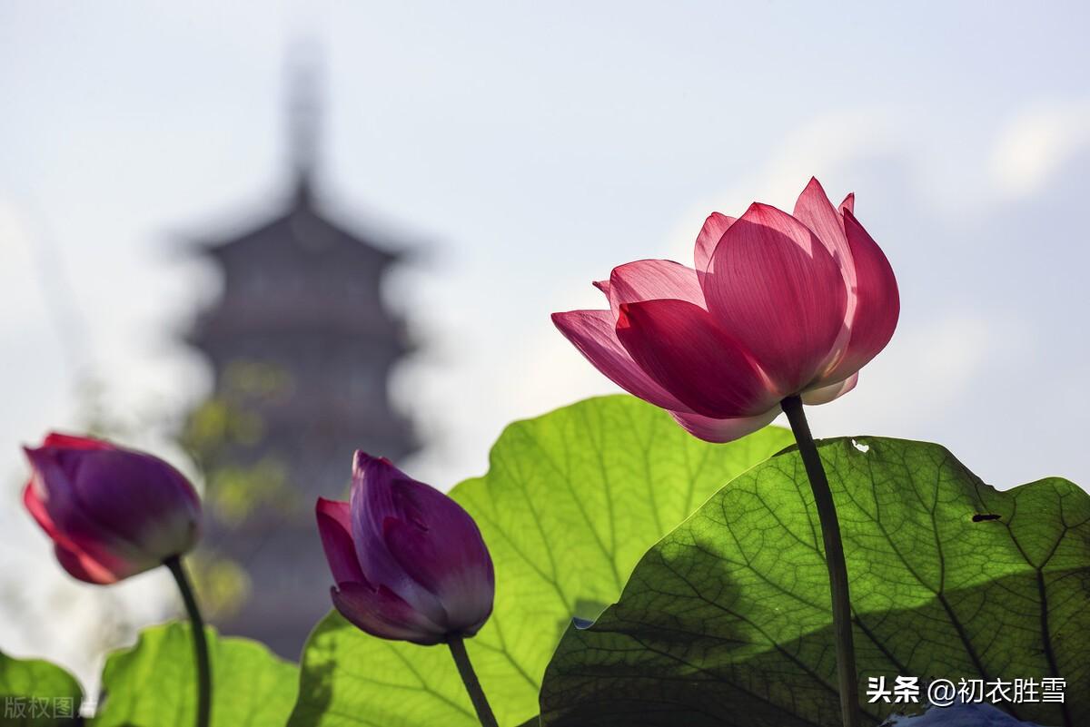 咏荷花经典诗词精选（新秋清新荷花诗词五首）