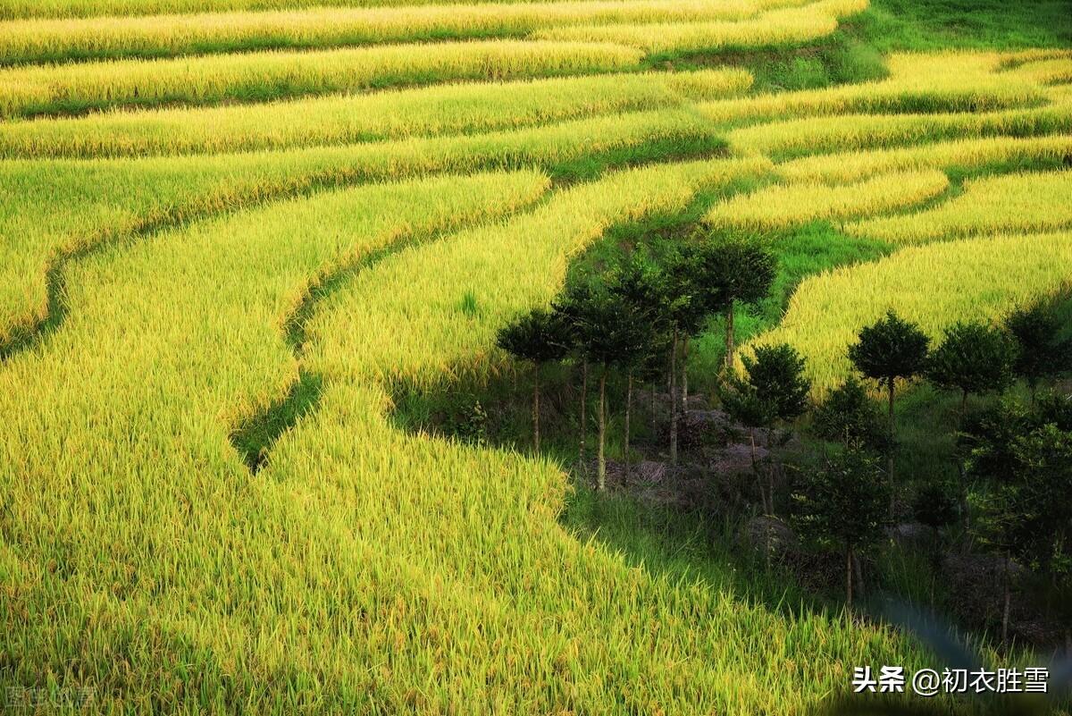 立秋经典诗词有哪些（立秋节气美诗七首）