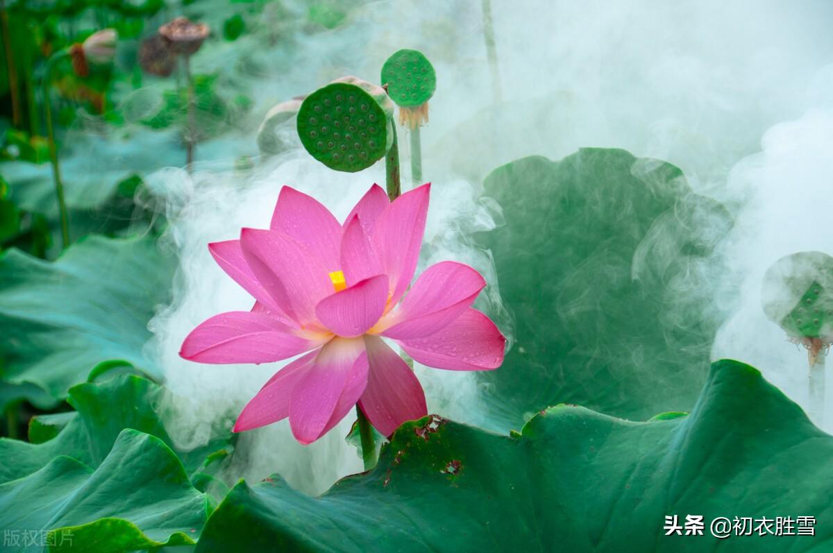 荷花经典诗词推荐（一朵荷花古诗六首）