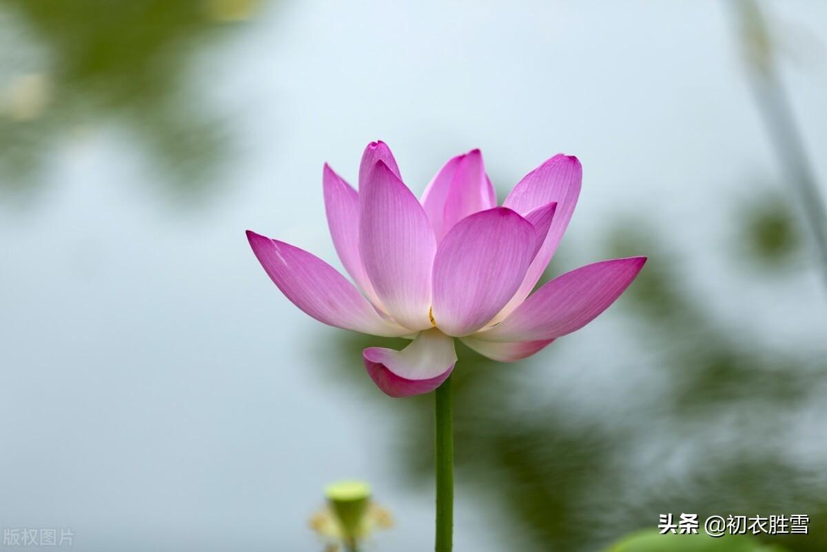 荷花经典诗词推荐（一朵荷花古诗六首）