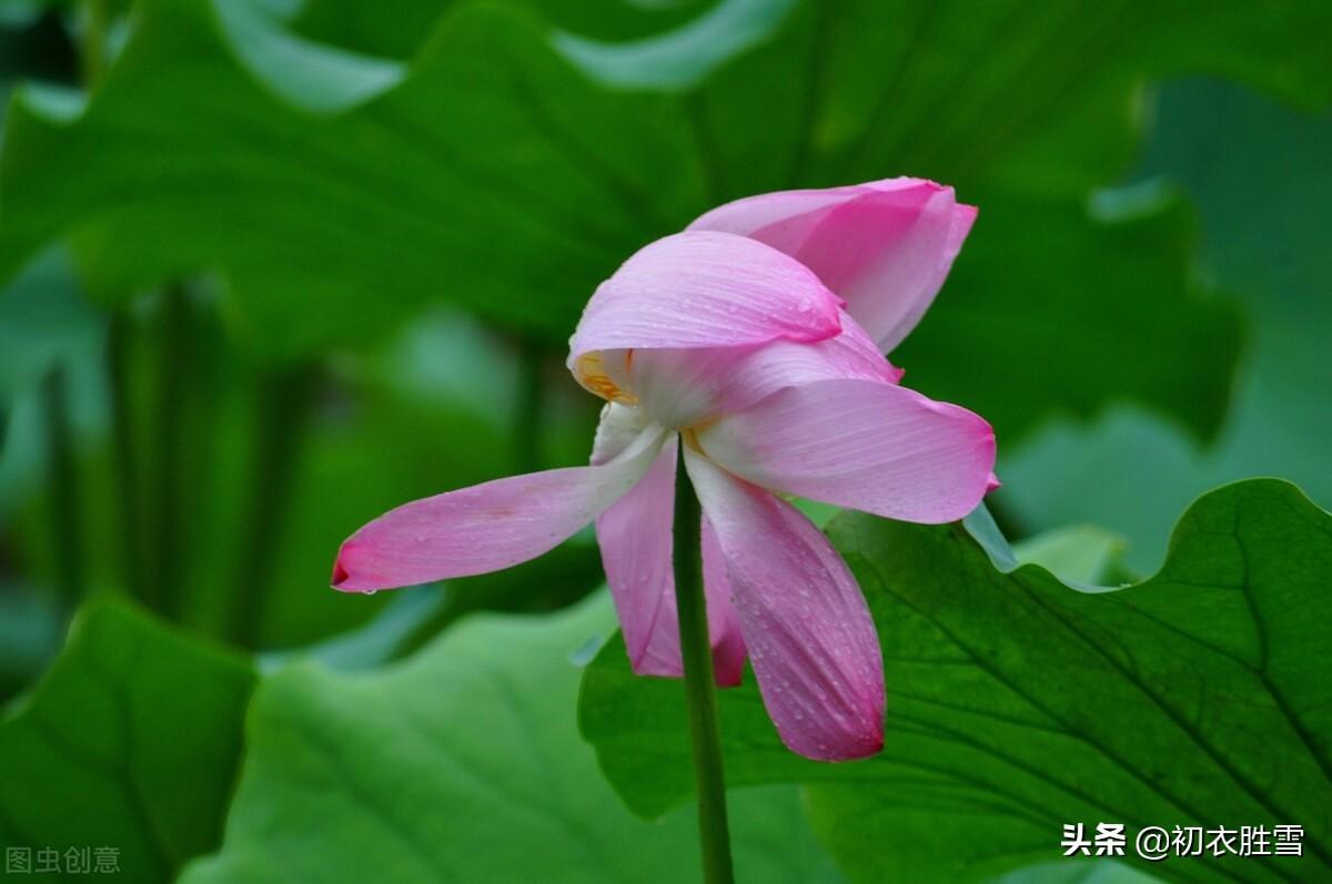 荷花经典诗词推荐（一朵荷花古诗六首）