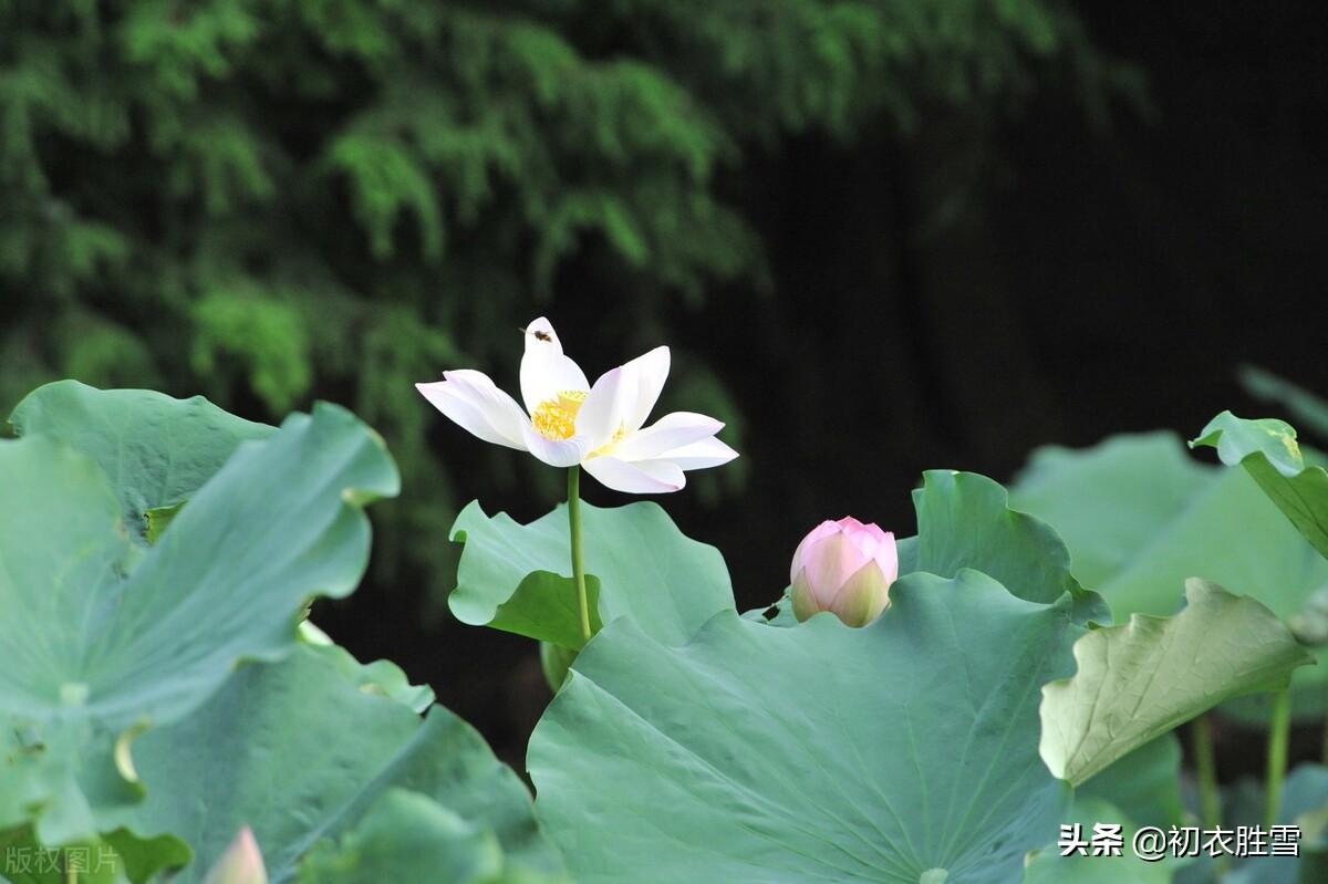 荷花经典诗词推荐（一朵荷花古诗六首）