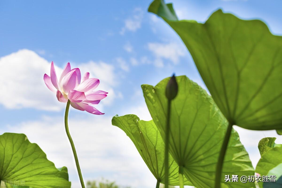 大暑经典诗词大全（二十四节气之大暑古诗五首）