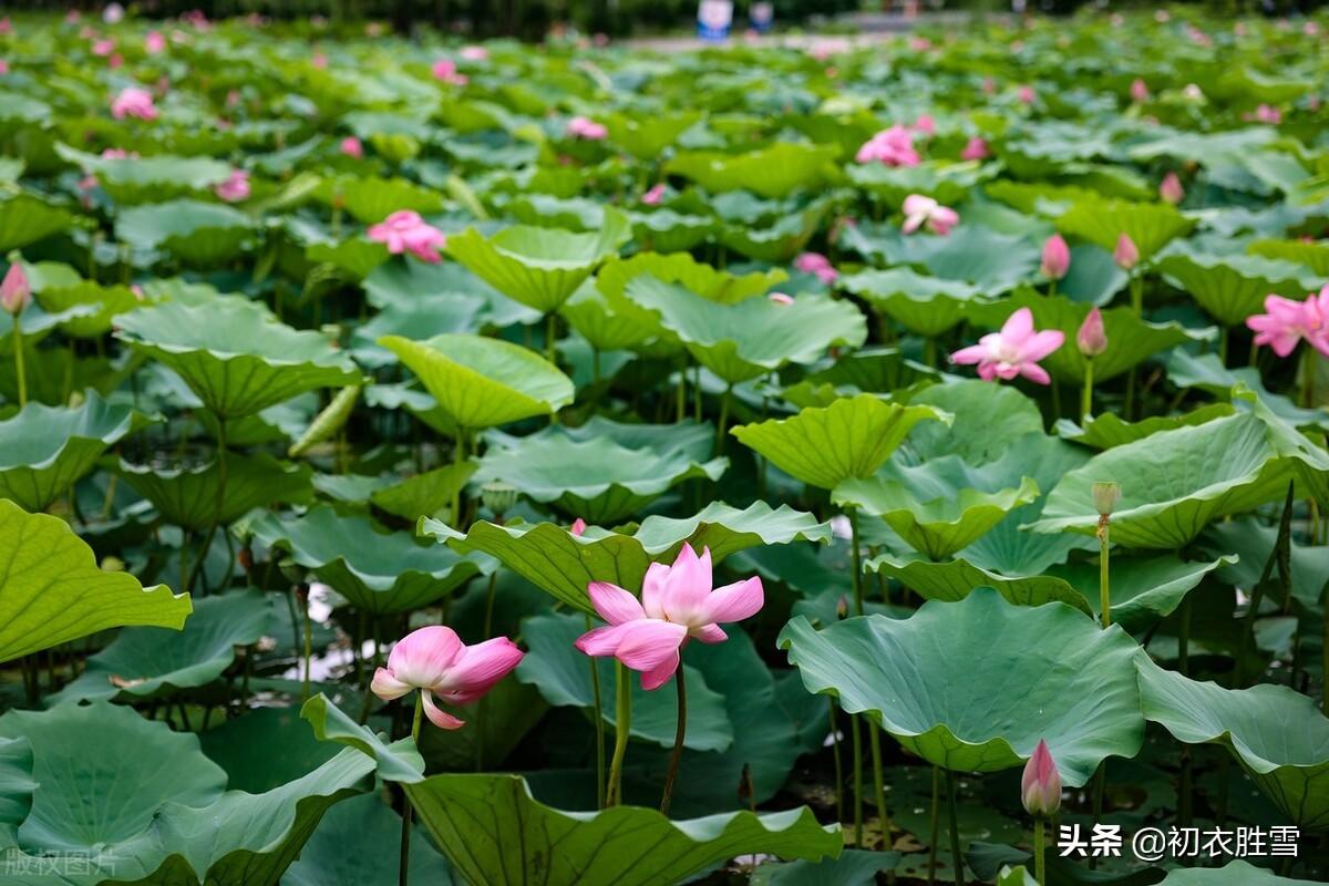 相思经典诗词的情话（荷花深沉相思诗词五首）