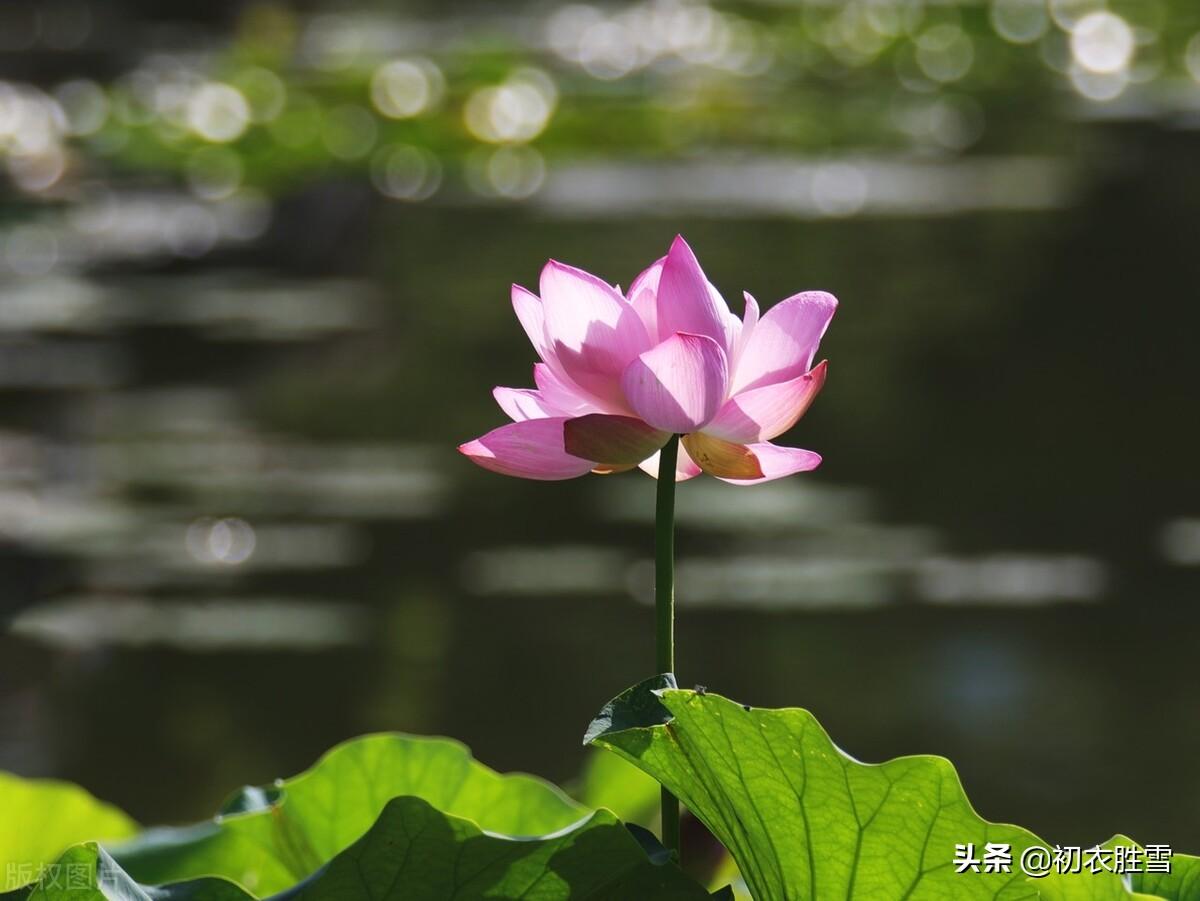 相思经典诗词的情话（荷花深沉相思诗词五首）