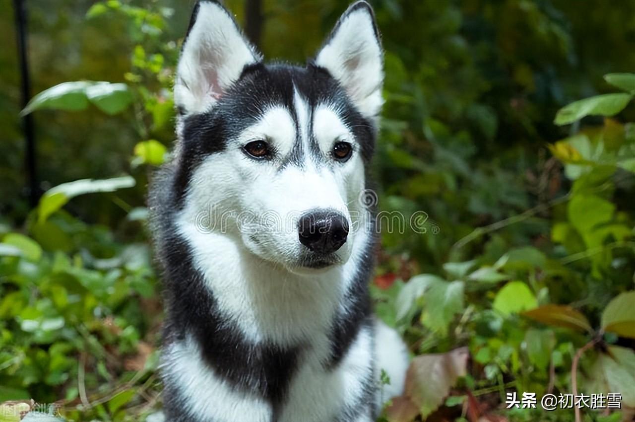 形容三伏经典诗词推荐（三伏古诗五首）