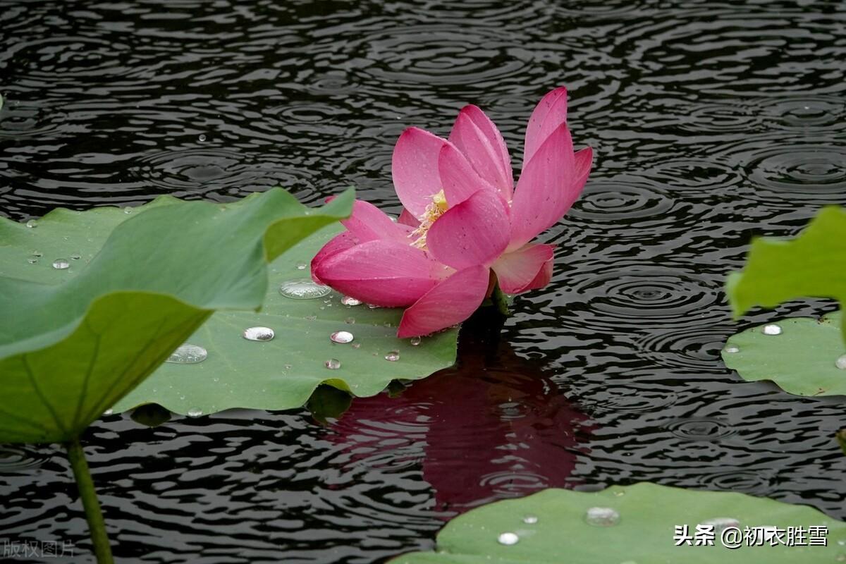 咏荷花古诗词精选（雨中荷花俏丽诗词六首）